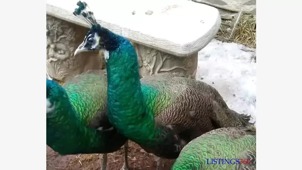 Hybrid peacock | Ijebu-Igbo | Nigeria
