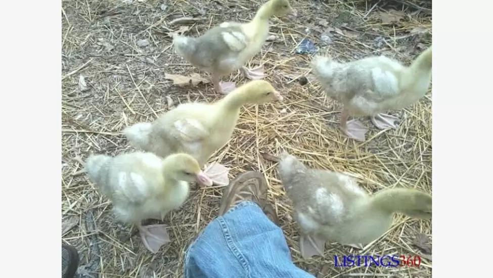 ₦10,000 Geese bird available for sale